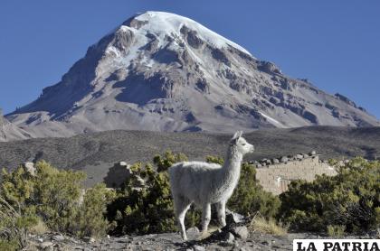  El Parque Nacional Sajama alberga a propios y extraños por sus características 
/Archivo LA PATRIA