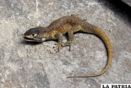 La Liolaemus warjantay, especie del género Liolaemus, registrada en la puna seca altoandina por encima de los 4500 metros de altitud /EFE