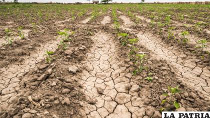 La falta de agua ??cobró la vida? de varias cabezas de ganado /Imagen referencial Internet