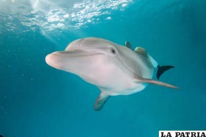 Los delfines de Bahía Tiburón formaron alianzas de primer orden de dos o tres machos / EFE
