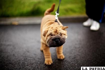 Su forma es una de las más curiosas entre las razas de canes / Getty Images
