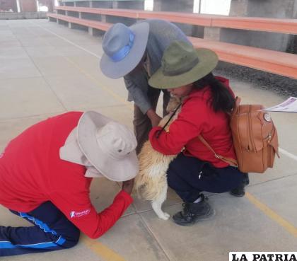 Campaña de Vacunación Antirrábica Canina y Felina 
/LA PATRIA

