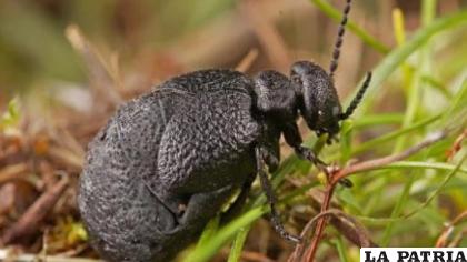Imagen del escarabajo Eurymeloe orobates /El Español 