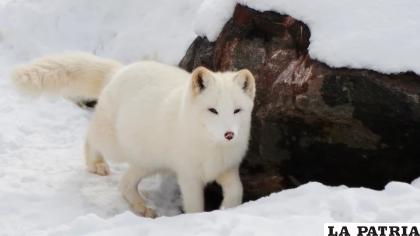 Los científicos de China lograron clonar a un lobo ártico por primera vez en la historia /Pexels