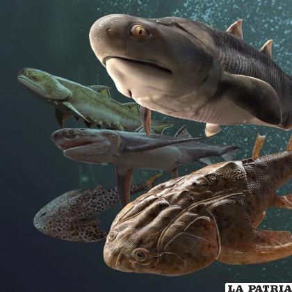 Ilustración: algunos de los peces fósiles, de hace más de 400 millones de años, hallados en el sur de China y anunciados en estudios publicados en la revista Nature /AP