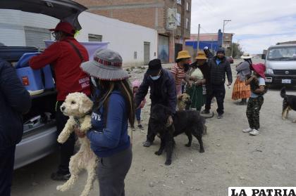 Oruro se mantiene libre de la circulación de la rabia /SEDES
