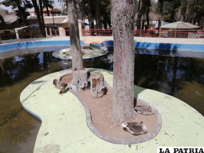 Observan suciedad en la piscina de los patos / LA PATRIA