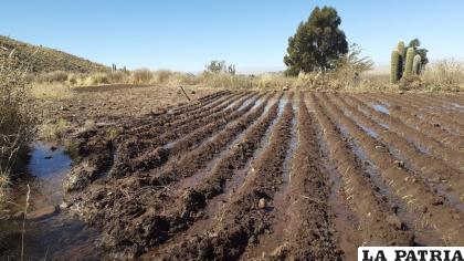La agricultura es una de las fuentes de ingreso económico /LA PATRIA