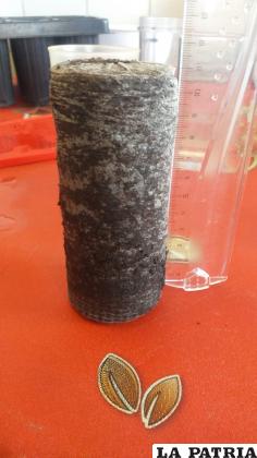 La actividad mostró el proceso que se debe seguir para conseguir árboles frutales en Oruro /Cortesía