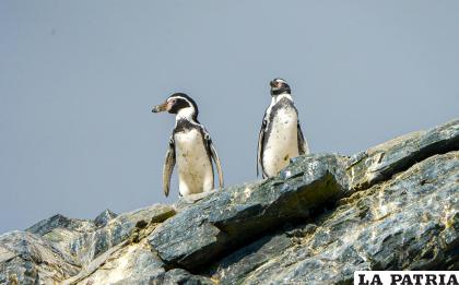 Fotografía cedida por el Ministerio del Medio Ambiente (MMA) de Chile que muestra a varios pingüinos de Humboldt / EFE