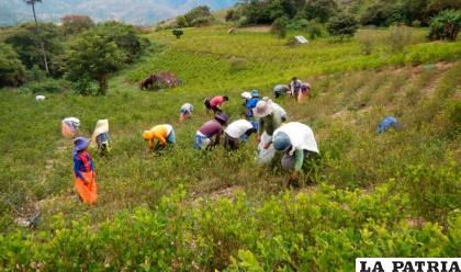 Plantaciones de hoja de coca /Unodc