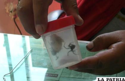 Identifican numerosos criaderos de viudas negras por el sector del aeropuerto /Sedes