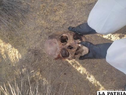La cabeza estaba a unos 50 metros del cadáver /Cortesía