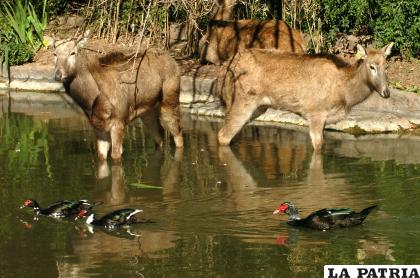 Dos ejemplares de Milú, ciervo de las cuatro disparidades, animal extinto /EFE