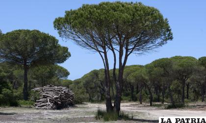 Vista de un bosque mediterráneo en Doñana /EFE