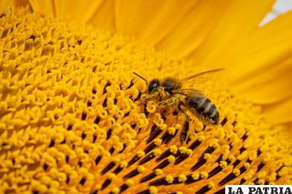 Las abejas son importantes para el ecosistema mundial /EFE