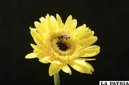 Las abejas peligran en Suiza /EFE
