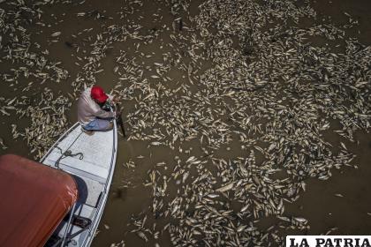 Miles de peces muertos por el calor y la acidez del agua, en la Reserva de Desarrollo Sostenible Lago do Piranha /EFE
