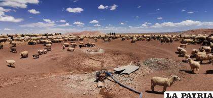 Varios municipios afectados por la sequía en Oruro /Archivo LA PATRIA