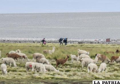 Extranjeros tratan de cruzar la frontera a Chile para un mejor futuro /Emilio Castillo
