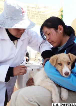 La vacunación es la mejor forma de luchar contra la rabia canina