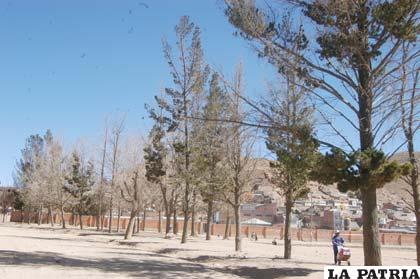 Oruro necesita de más árboles para combatir la contaminación