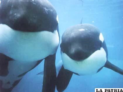 Pese al reclamo de ambientalistas gobierno Nipón irá a la caza de ballenas