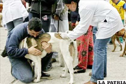 La rabia canina se incrementó en Cochabamba