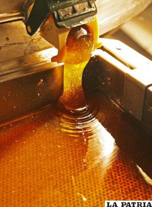 La miel producida en el Chaco supera estándares  de calidad internacionales