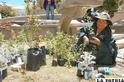 Miles de plantines remozarán plazas y parques de nuestra ciudad