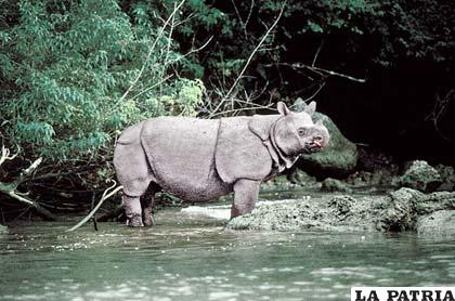 Rinoceronte de Java en el parque Cat Tien en Vietnam. El último ejemplar habría sido matado por cazadores. Foto: WWW/Great Mekong