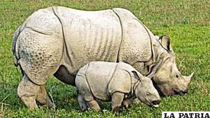 Rinoceronte indio, otra de las cinco especies conocidas y amenazadas. Tony Camacho/SPL