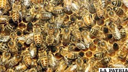 Las autoridades tuvieron que llamar a varios apicultores para controlar la emergencia