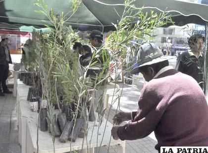Por el Día del Árbol regalaron plantines y se presentó un diagnóstico de la población arbórea en Oruro