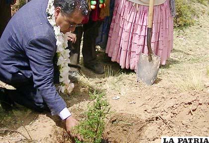 Gobernador Tito inició forestación en la carretera Oruro-Caracollo