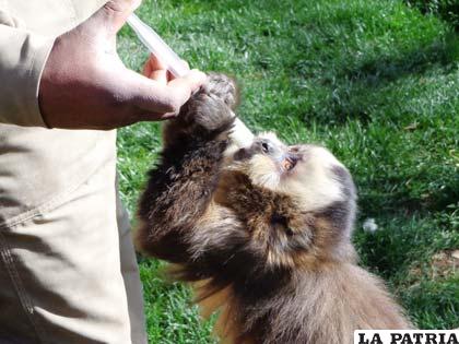 Los animalitos merecen respeto de los humanos