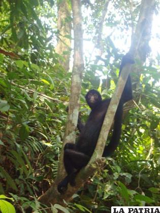 Primate juguetón que habita en las selvas tropicales