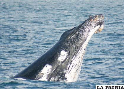 Además de la caza, hay otras amenazas que limitan el aumento de la población de las ballenas jorobadas