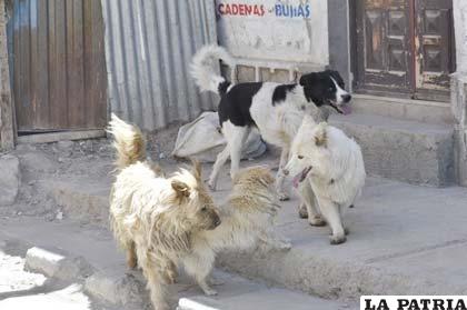 Los casos de rabia canina se incrementan de forma alarmante en Oruro