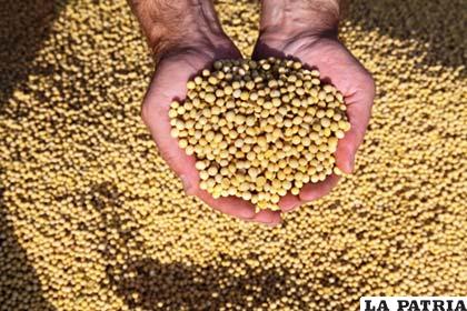 El grano boliviano ingresará al mercado brasileño después de 16 años /dossier.cainco.org.bo