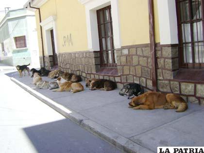 Persiste presencia masiva de canes vagabundos en la ciudad