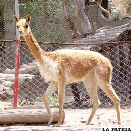 “Ismicha”, uno de los atractivos del Zoológico Andino Municipal de Oruro