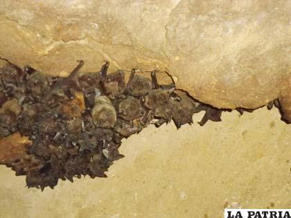 Cueva de los murciélagos, un misterio en la oscuridad