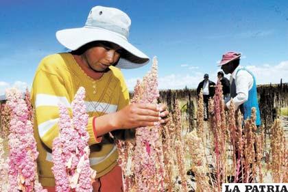 La producción agrícola orureña cuenta con el apoyo de empresas comprometidas con el medio ambiente