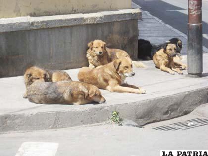 Las jaurías de perros, son un riesgo y posibles focos para el contagio de la rabia canina