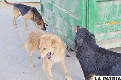 Se busca controlar los focos de contagio de la rabia canina