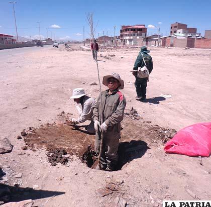 Alcaldía realizó la plantación de estacas de álamos en el sector del Casco del Minero