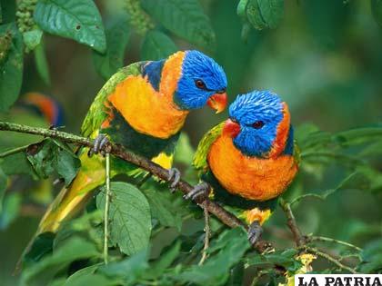 Las aves dan la voz de alerta sobre lo que pasa en nuestro entorno