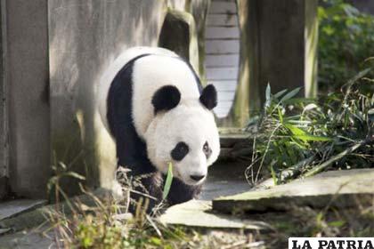 La osa panda Tian Tian