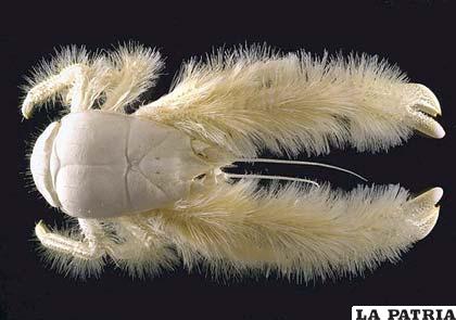 3. Cangrejo Yeti: Descubierto en 2005, su nombre científico es kiwa hirsutaeste. Este lanudo cangrejo habita las oscuras y profundas aguas del Pacífico sur. 
No tiene ojos y es omnívoro. Aún no se sabe para qué son los filamentos de sus extremidades, aunque se cree que es para atrapar su comida.